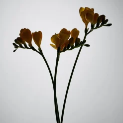 Hot Damen Düfte·Parfum Spray