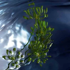 Hot Herren Düfte·Eau De Toilette Spray