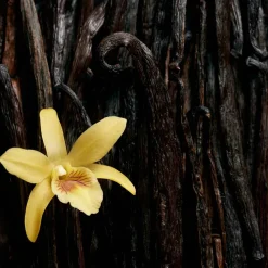 Online Damen Düfte·Eau De Parfum Spray