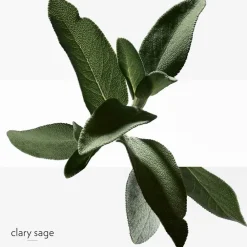 New Herren Düfte·Eau De Toilette Spray