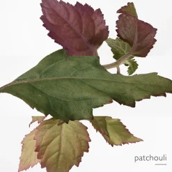 New Damen Düfte·Eau De Parfum Spray