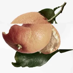 Clearance Damen Düfte·Eau De Toilette Spray