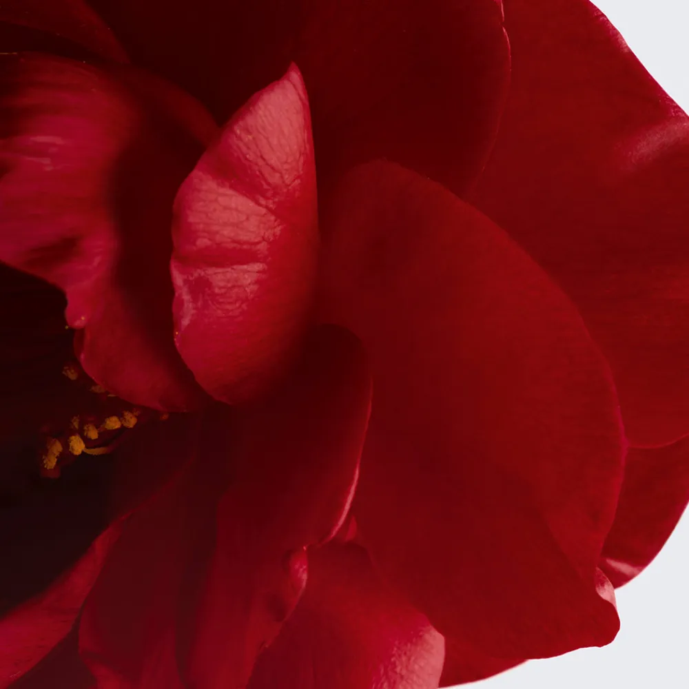 New SCHENKT FARBE - NÄHRT - POLSTERT AUF Balm|Rouge