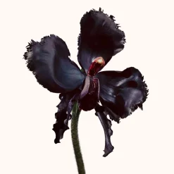 Best Herren Düfte·Parfum Spray