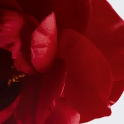 Hot VERLEIHT LEUCHTKRAFT - SPENDET FEUCHTIGKEIT - SCHÜTZT Make-Up